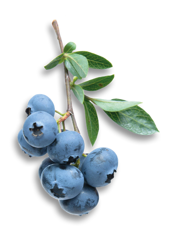 Boba Explosion à la saveur bleuet avec bobas explosifs à base de purée de fruits