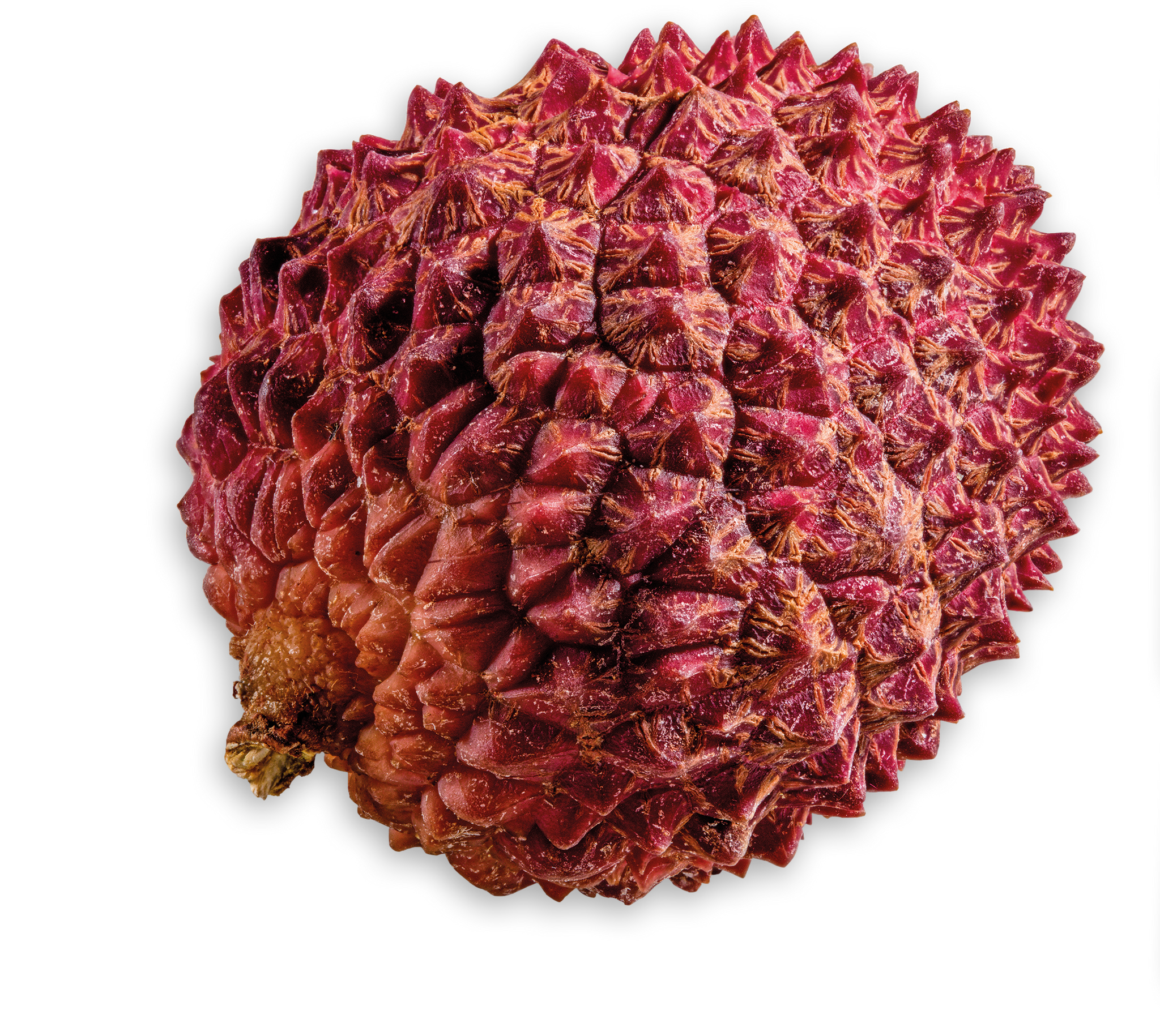 Boba Explosion à la saveur litchi avec bobas explosifs à base de purée de fruits