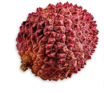 Boba Explosion à la saveur litchi avec bobas explosifs à base de purée de fruits